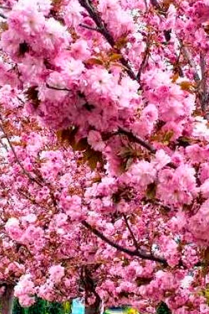 Где растёт сакура (gde-rastet-sakura) Познавательное