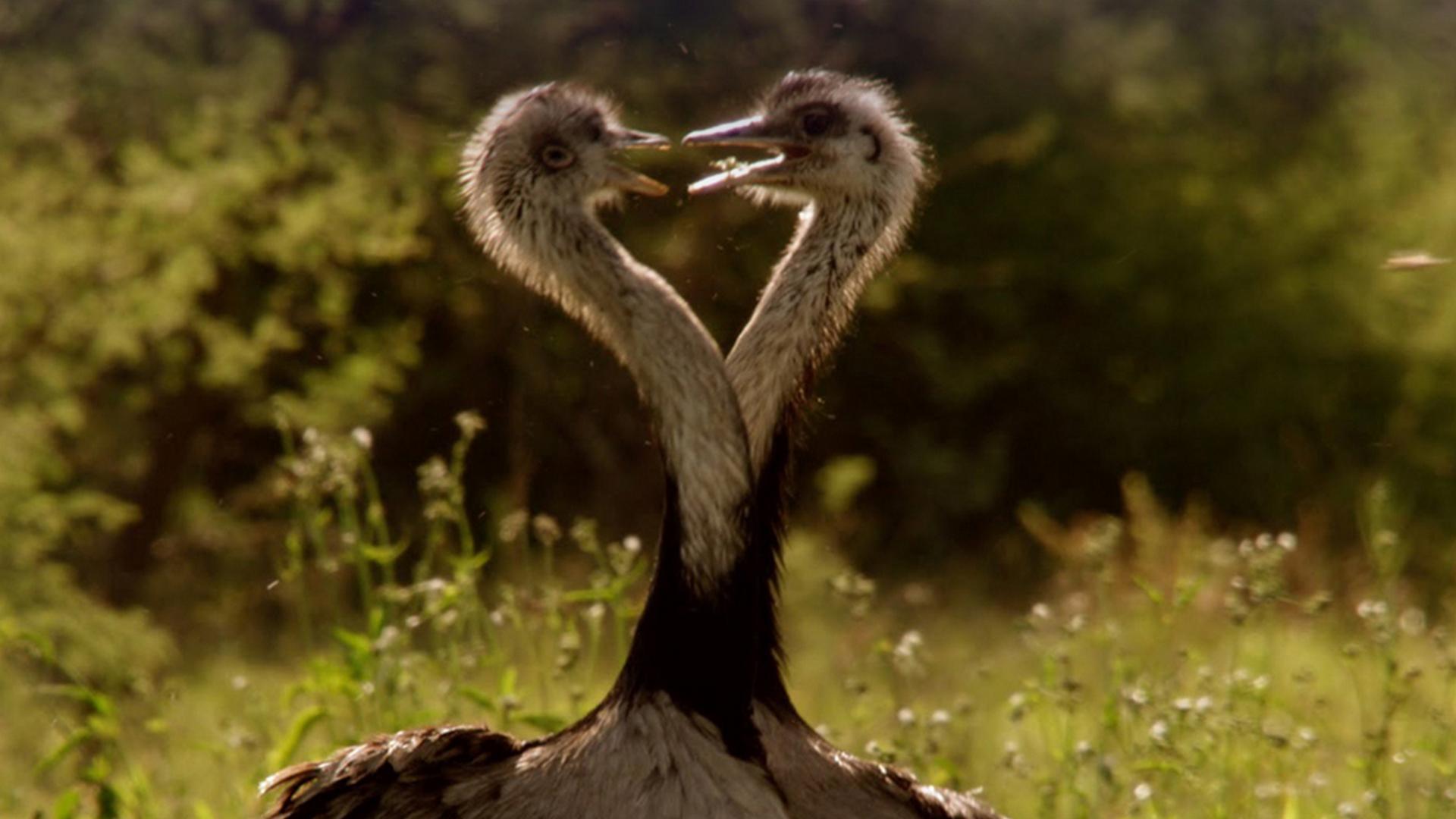 Большие птицы с Дэвидом Аттенборо (bolshie-ptitsy-s-devidom-attenboro) Документальный фильм