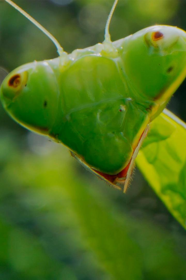Bugs That Rule the World (bugs-that-rule-the-world) Документальный сериал
