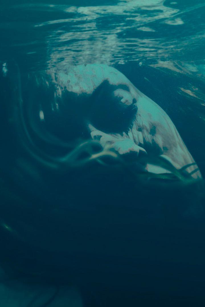Bodies in the Water (bodies-in-the-water) Документальный сериал