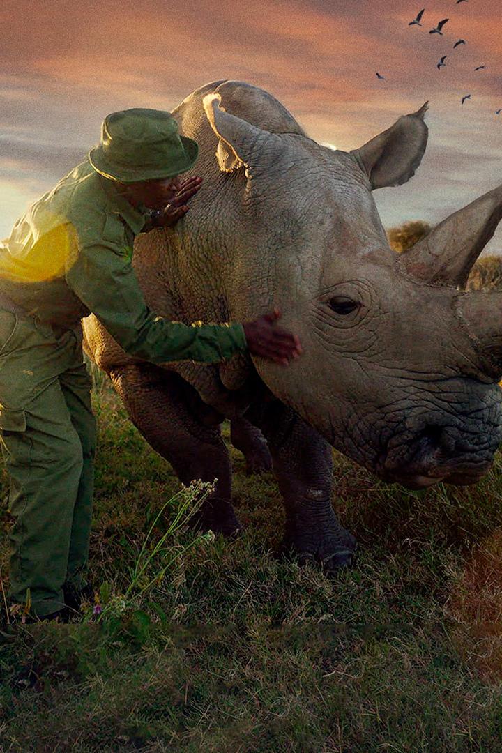 Последние носороги: Новая надежда (poslednie-nosorogi-novaja-nadezhda) Документальный фильм