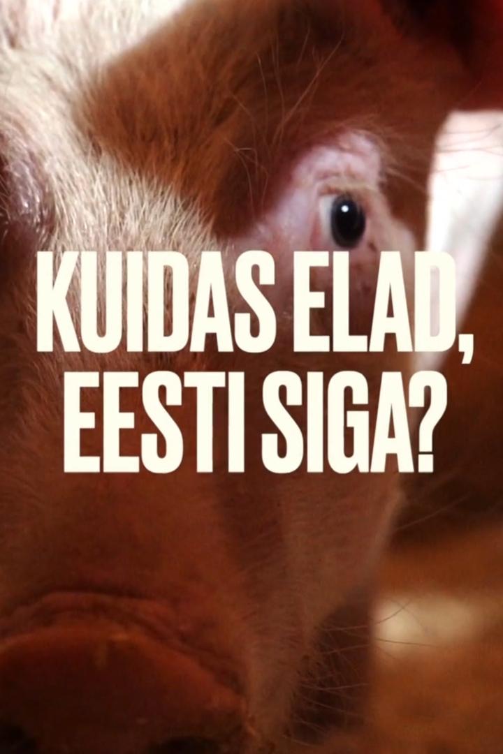 Kuidas elad, eesti siga? (kuidas-elad-eesti-siga) Досуг, хобби