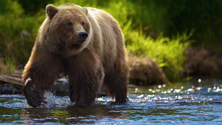 Постер A la recherche de l'ours fantôme