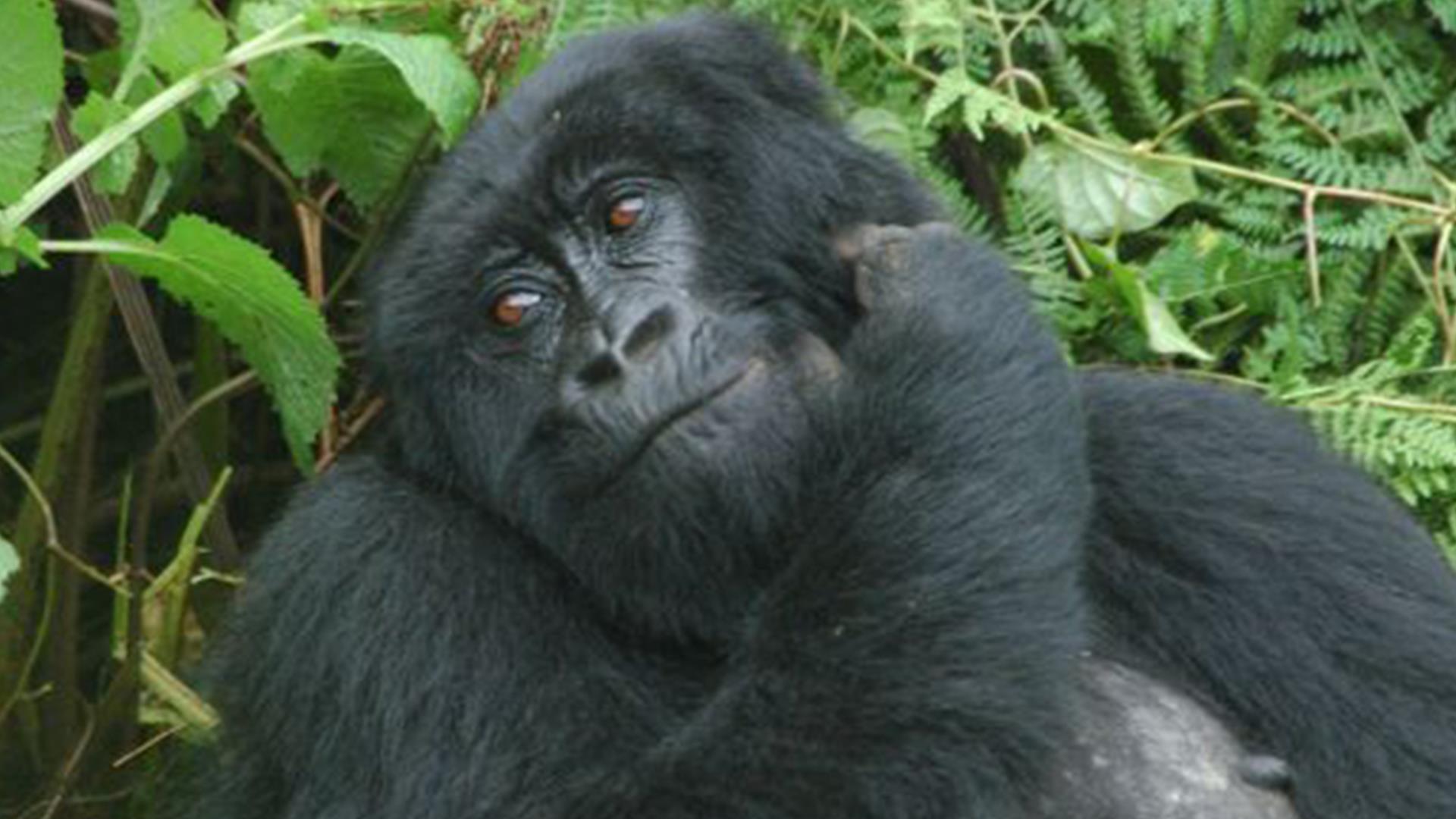 Спасение горилл с Натали Портман (spasenie-gorill-s-natali-portman) Документальный фильм