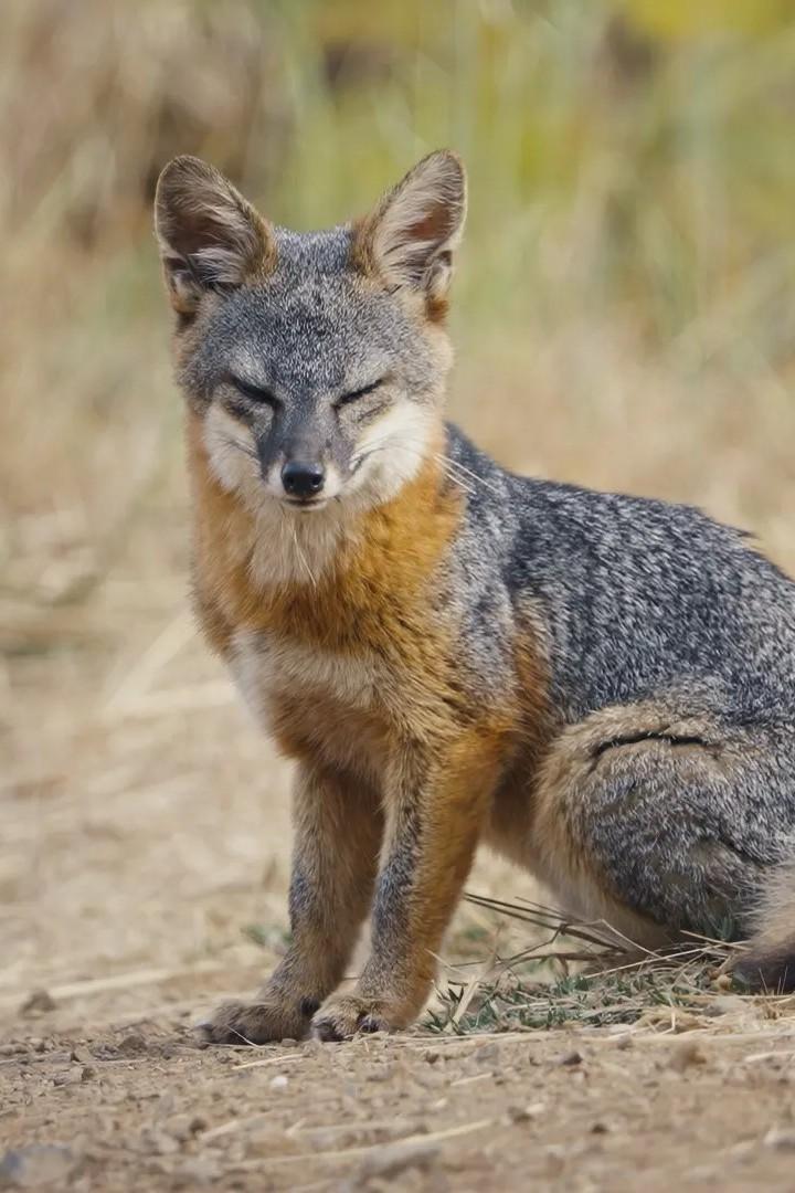 Wie der Graufuchs seine Insel rettete (wie-der-graufuchs-seine-insel-rettete) Познавательное