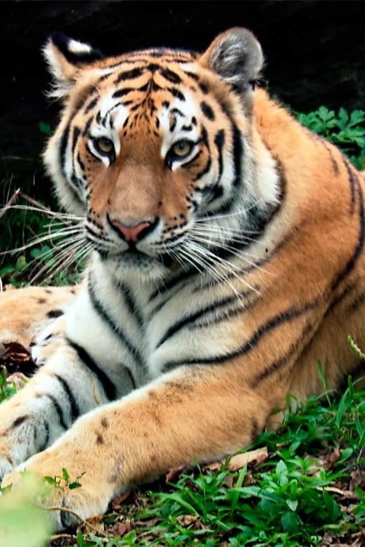 Хозяин Тайги (hozjain-tajgi) Документальный фильм