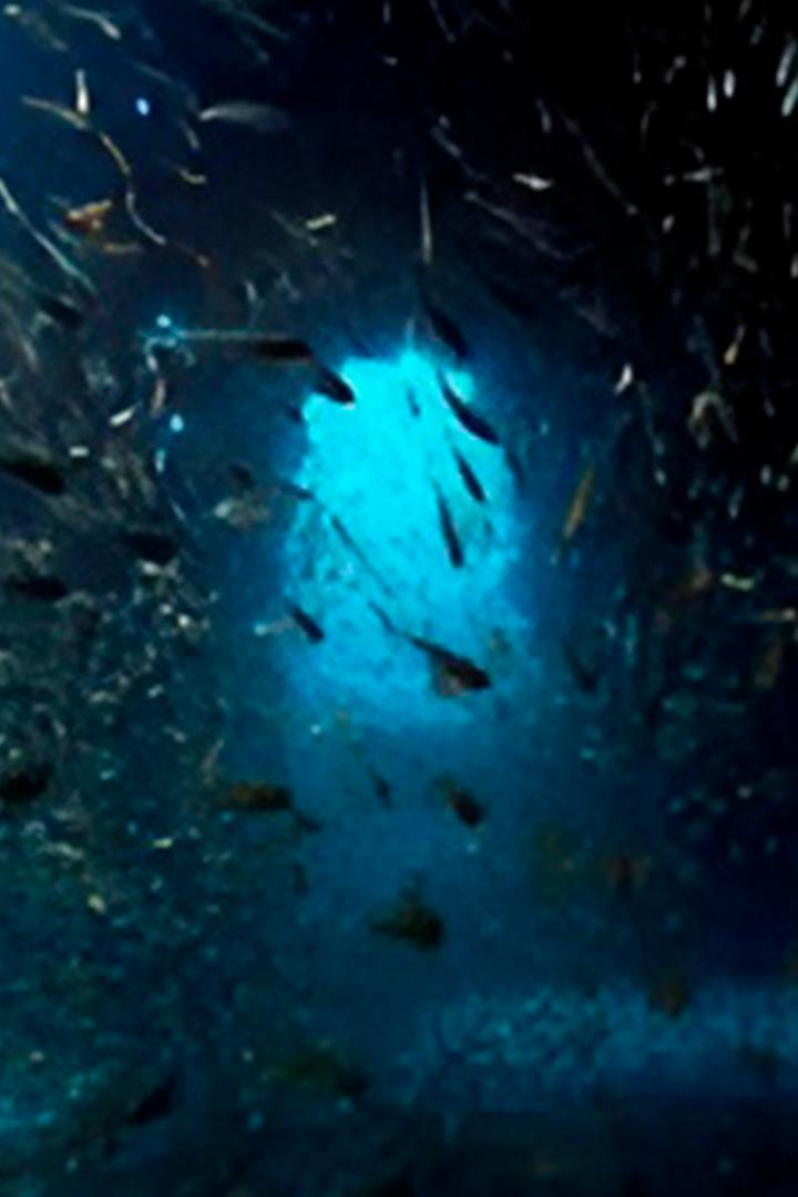 Coral City (coral-city) Документальный сериал