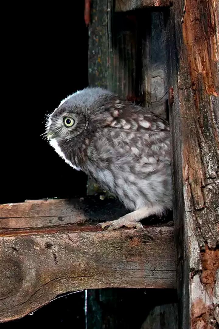 Незваные гости (nezvanye-gosti) Документальный фильм