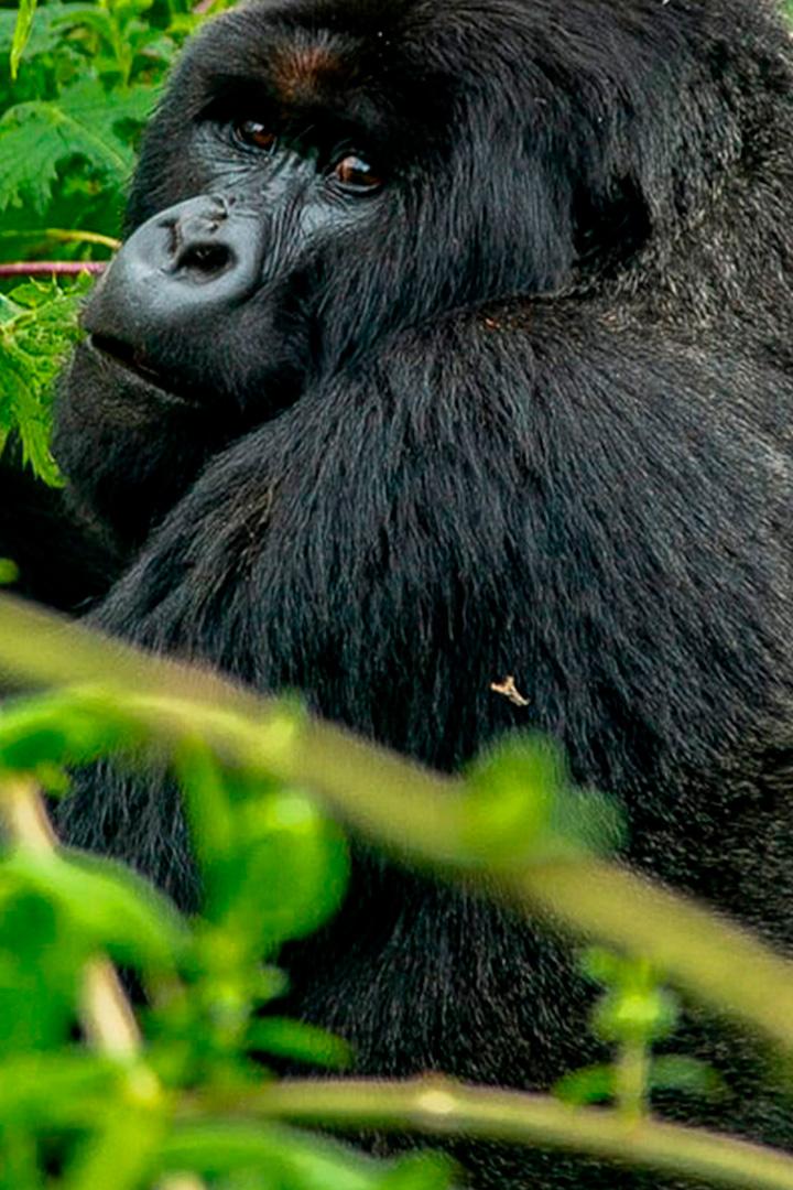 Гориллы: разборки в джунглях (gorilly-razborki-v-dzhungljah) Документальный фильм