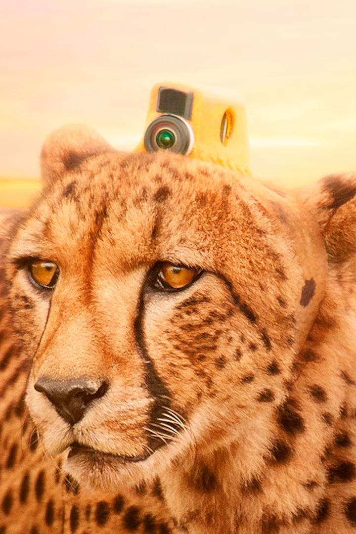 Животные в объективе (zhivotnye-v-obektive) Документальный сериал