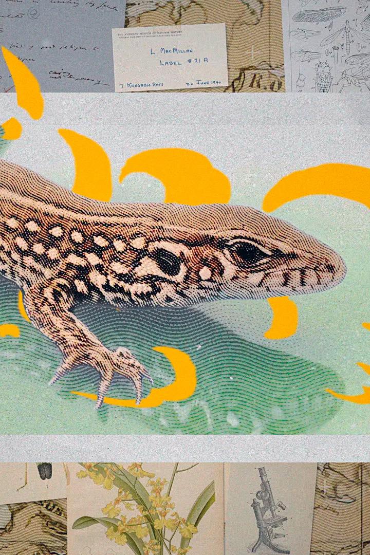 Darwin-Express – Evolution in Rekordzeit (darwin-express-evolution-in-rekordzeit) Документальный фильм