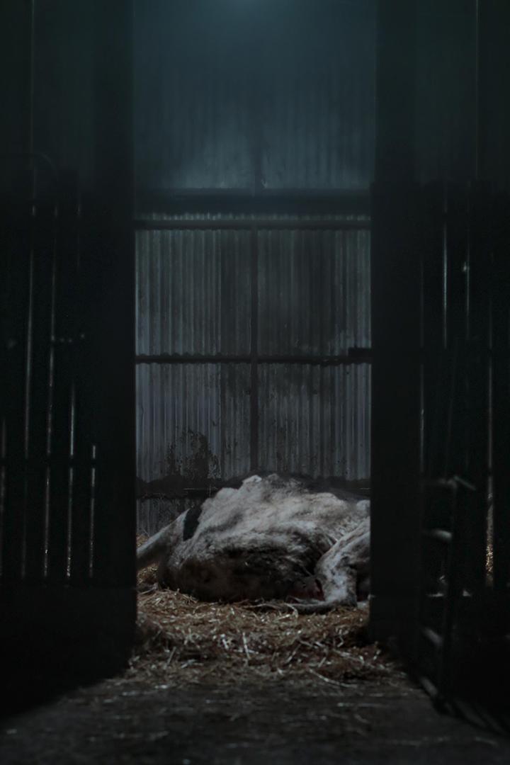 Calf (calf) Фильм 2023