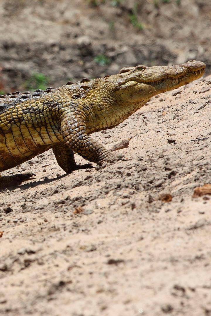 Планета рептилий (planeta-reptilij) Документальный фильм