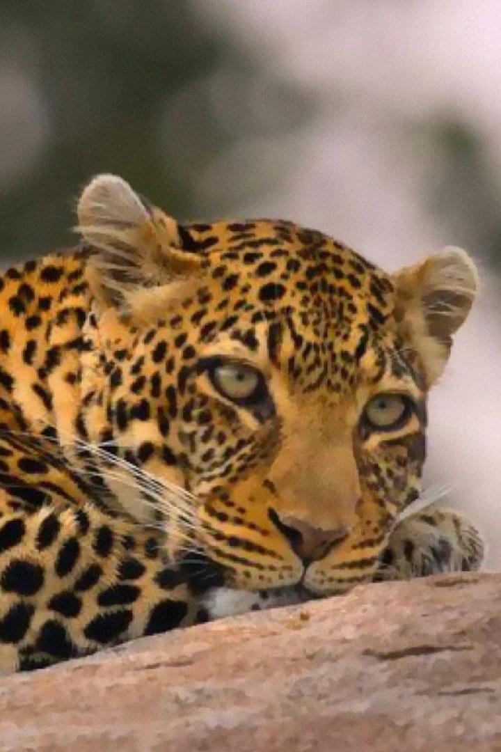 Āfrikas majestātiskie dzīvnieki (frikas-majesttiskie-dzvnieki) Документальный сериал