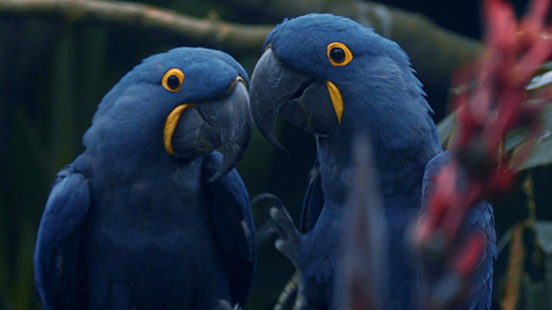 Любовь в зоопарке (ljubov-v-zooparke) Документальный фильм