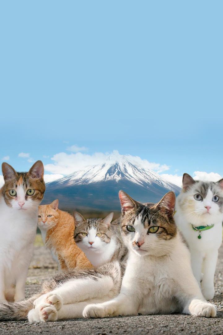 Кошки Японии (koshki-japonii) Документальный сериал