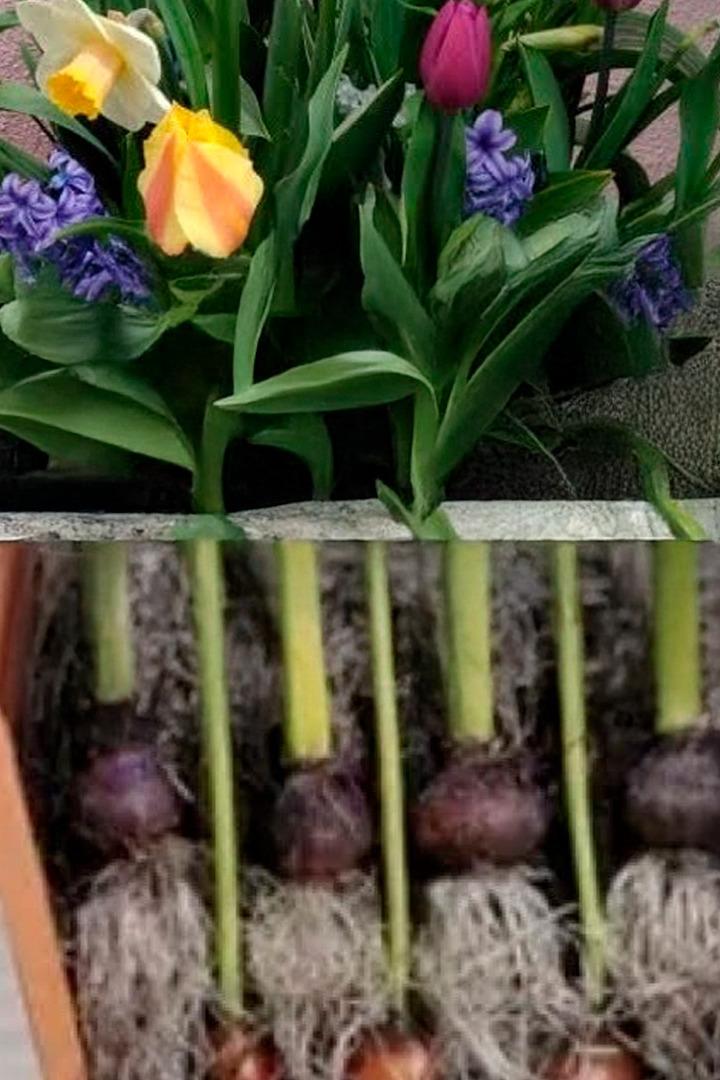 Сажаем луковичные в зиму методом «Лазанья» (sazhaem-lukovichnye-v-zimu-metodom-lazanja) Досуг, хобби