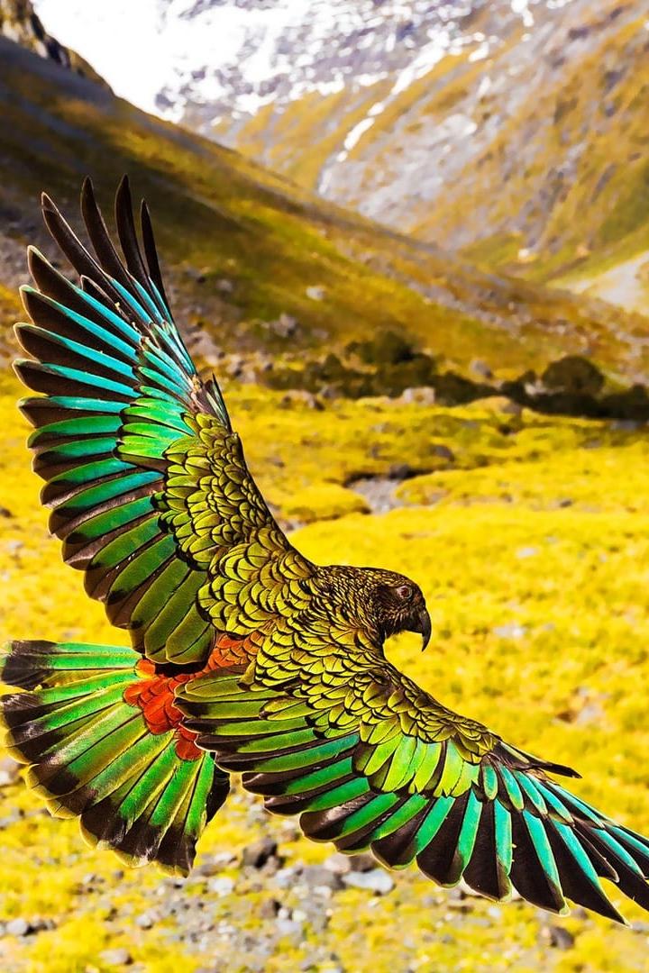 Wildes Neuseeland Im Reich der Extreme (wildes-neuseeland-im-reich-der-extreme) Документальный фильм