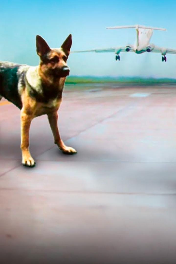 На привязи у взлётной полосы (na-privjazi-u-vzletnoj-polosy) Фильм 1989