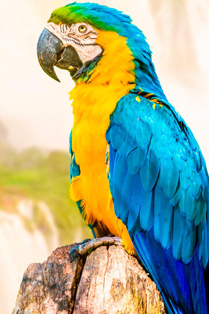 Река Амазонка (reka-amazonka) Документальный фильм