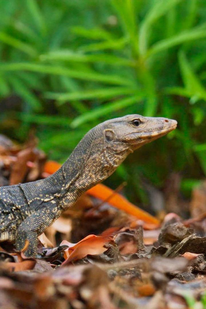 Не райская жизнь райского сада (ne-rajskaja-zhizn-rajskogo-sada) Познавательное
