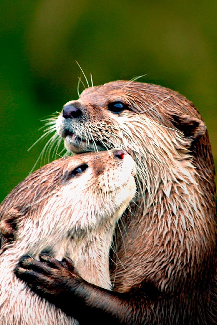 Secret Life of India’s Otters (secret-life-of-indias-otters) Документальный фильм