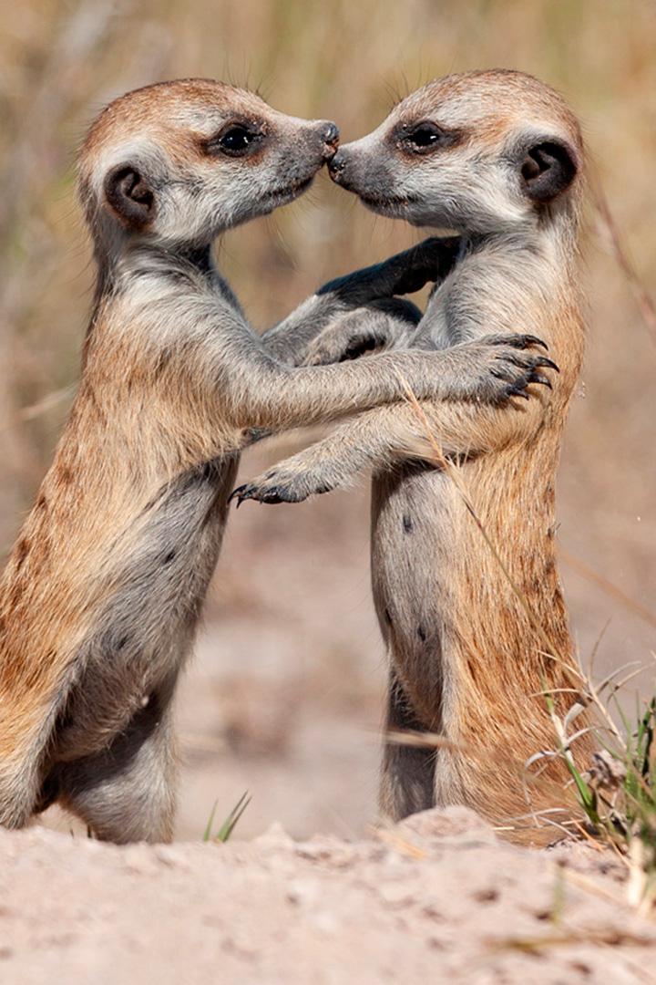 Животные: диалоги без слов (zhivotnye-dialogi-bez-slov) Документальный фильм