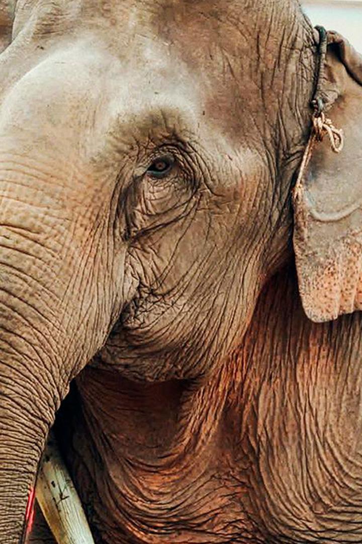Stealing Giants – Der grausame Handel mit lebenden Elefanten (stealing-giants-der-grausame-handel-mit-lebenden-elefanten) Документальный фильм