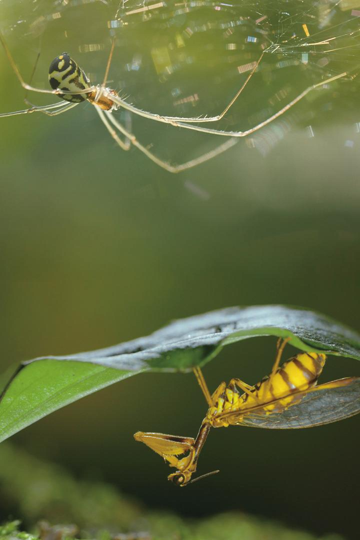 Насекомые — гении стратегии (nasekomye-genii-strategii) Документальный фильм