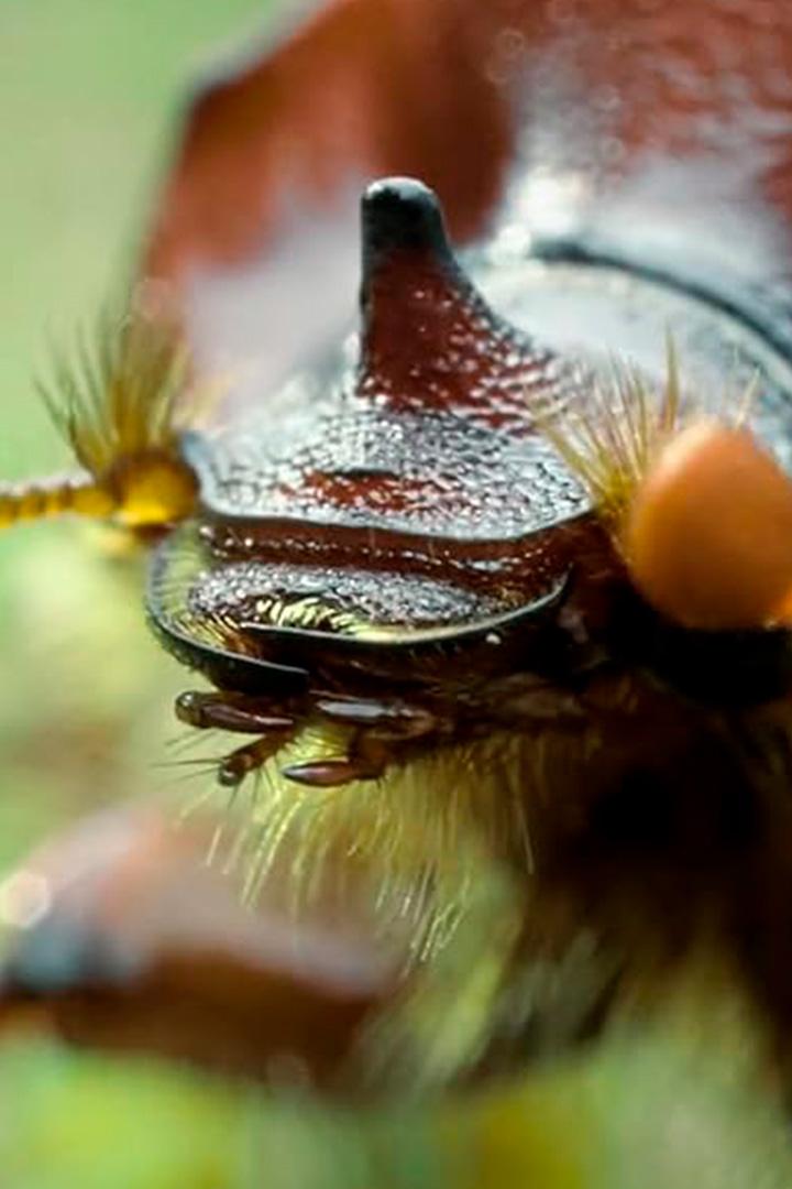 Удивительные насекомые (udivitelnye-nasekomye) Документальный сериал