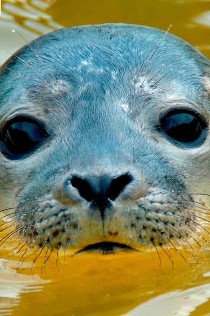 Seehund, Puma & Co. (seehund-puma-co) Познавательное