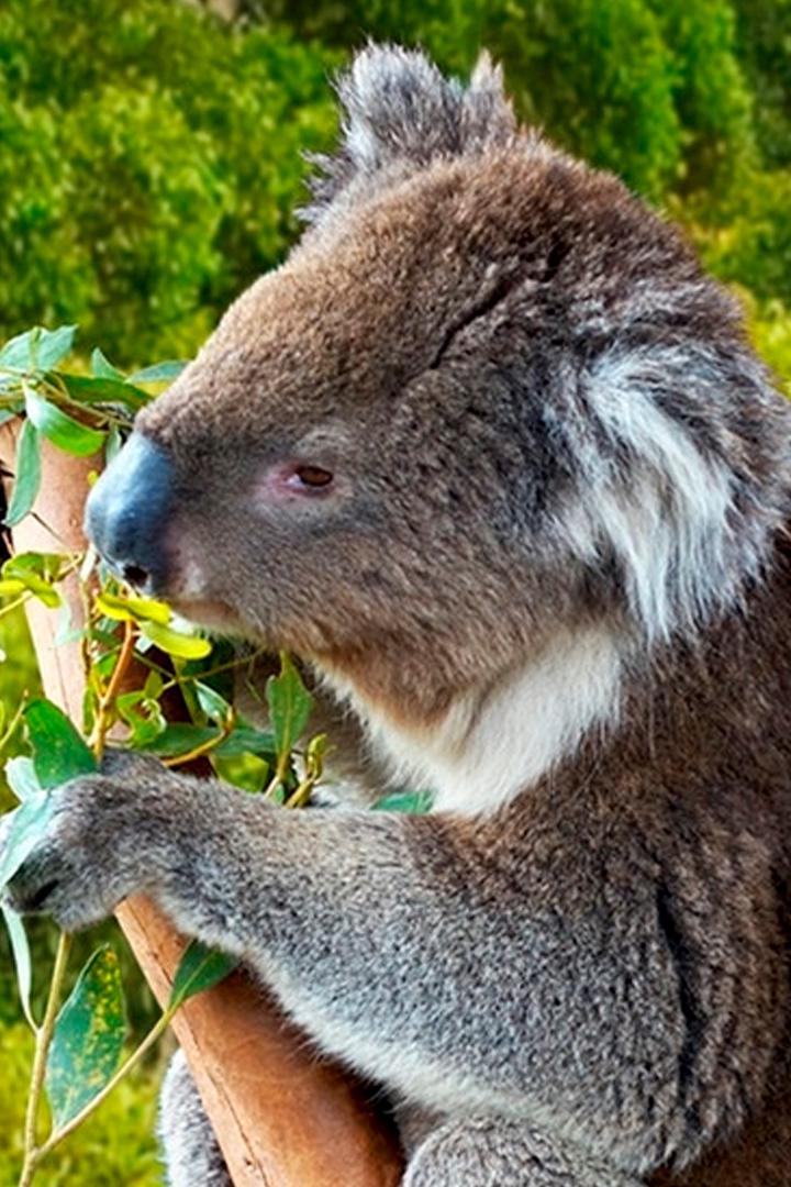 Анна и дикие животные (anna-i-dikie-zhivotnye) Документальный сериал