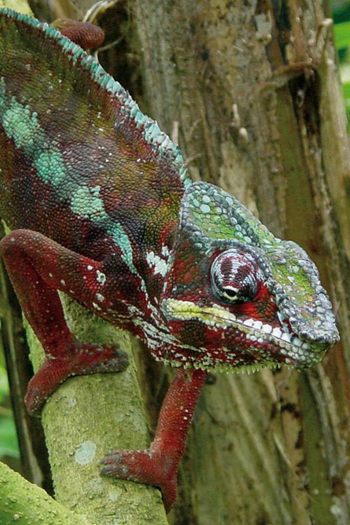 Lugares extraordinarios del mundo (lugares-extraordinarios-del-mundo) Познавательное