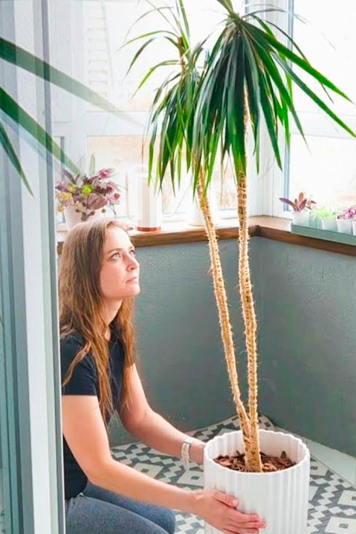 Идея, как выпрямить драцену (ideja-kak-vyprjamit-dratsenu) Досуг, хобби