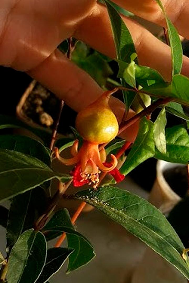 Растения в пакетах на время отпуска. Результаты эксперимента (rastenija-v-paketah-na-vremja-otpuska-rezultaty-eksperimenta) Досуг, хобби