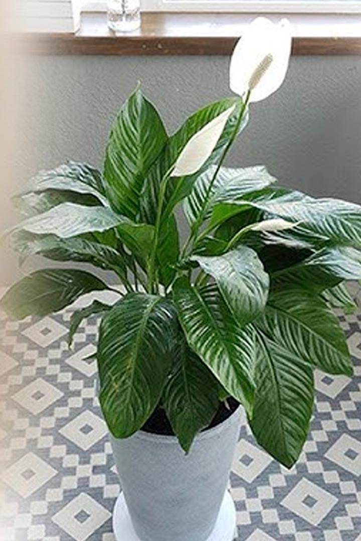 Самый простой уход за спатифиллумом (samyj-prostoj-uhod-za-spatifillumom) Досуг, хобби