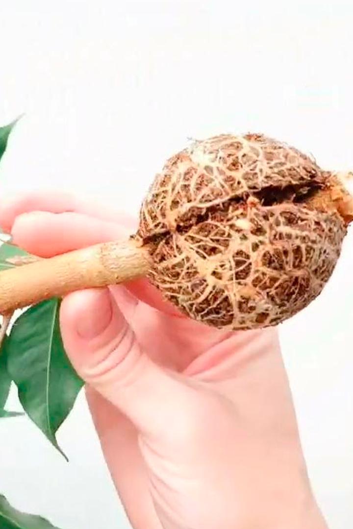 Укоренение толстых веток фикуса (ukorenenie-tolstyh-vetok-fikusa) Досуг, хобби