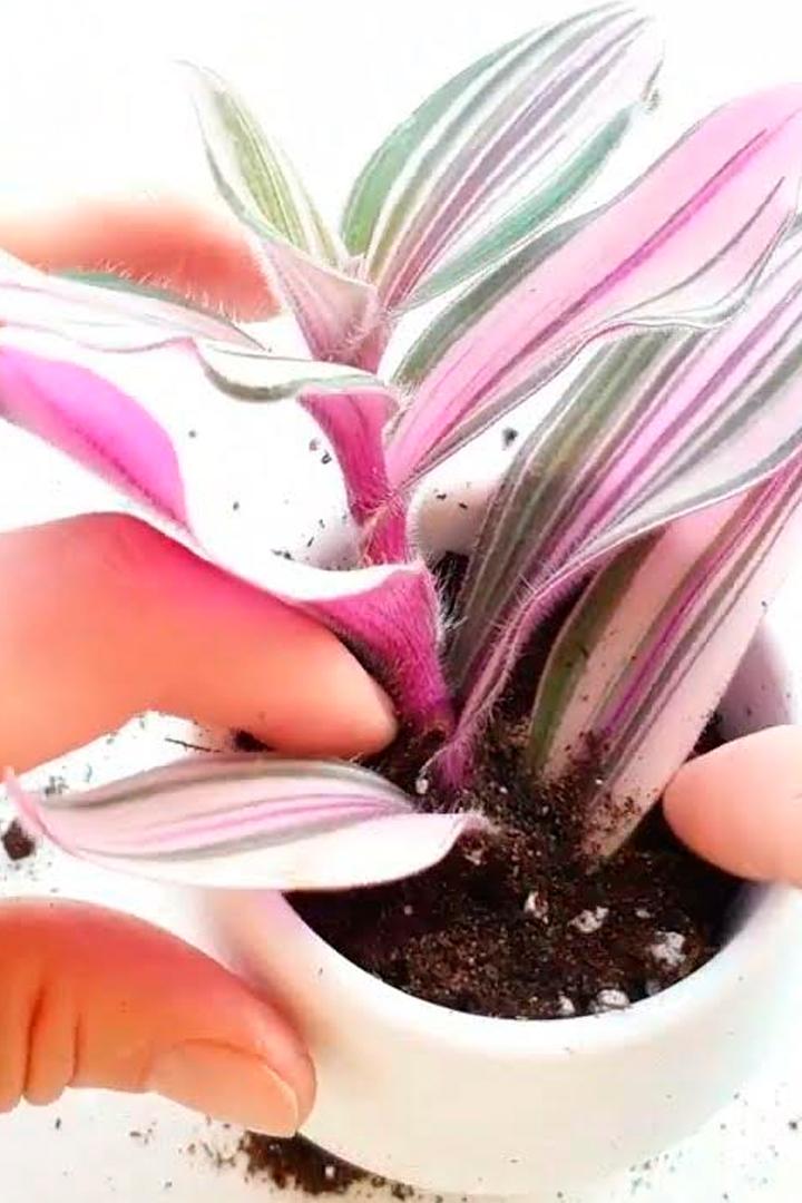 Укоренение традесканции (ukorenenie-tradeskantsii) Досуг, хобби