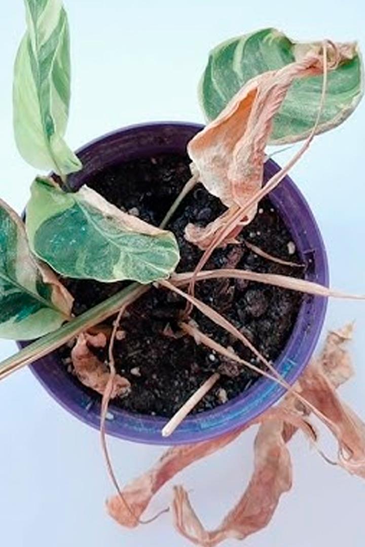 Эксперимент по восстановлению калатеи (eksperiment-po-vosstanovleniju-kalatei) Досуг, хобби