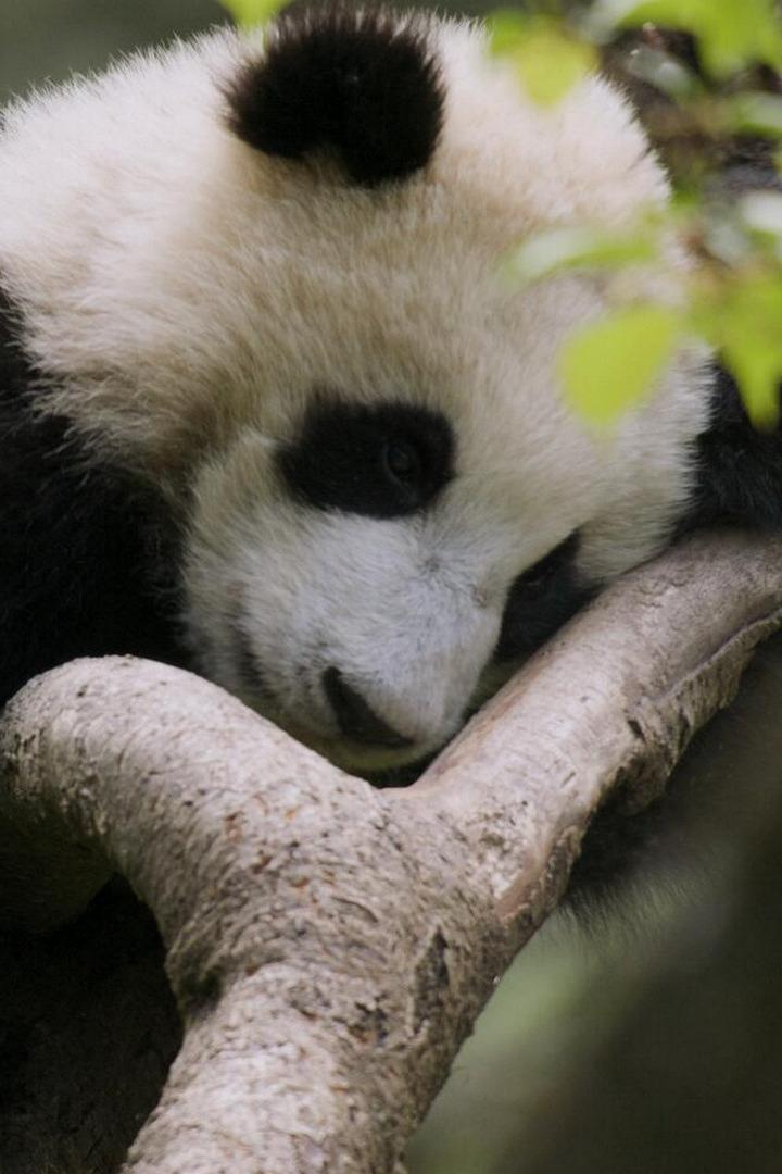 Дикие секреты Китая (dikie-sekrety-kitaja) Документальный сериал