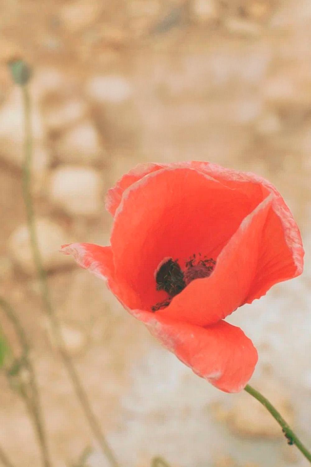 Солнце будет завтра (solntse-budet-zavtra) Фильм 2021