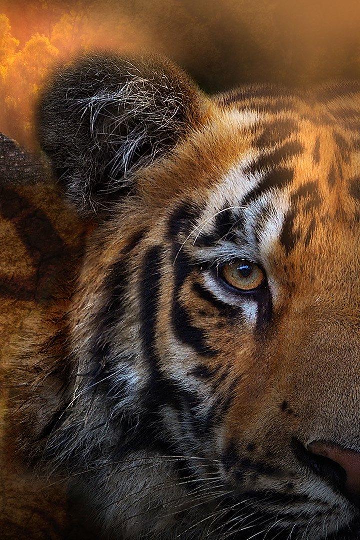 Наследие тигра (nasledie-tigra) Документальный сериал