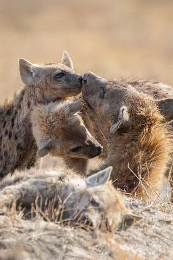 Высшие дамы природы (vysshie-damy-prirody) Документальный фильм
