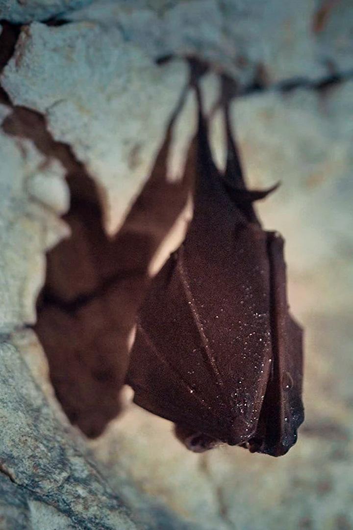 Mondes sauvages (mondes-sauvages) Документальный сериал