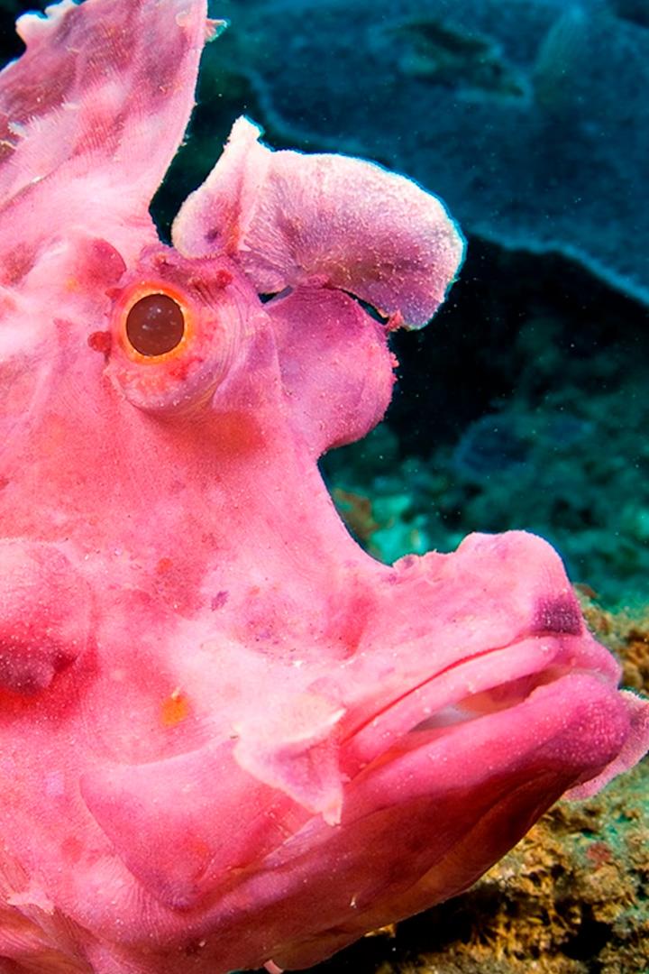 Самые странные животные океана (samye-strannye-zhivotnye-okeana) Документальный сериал