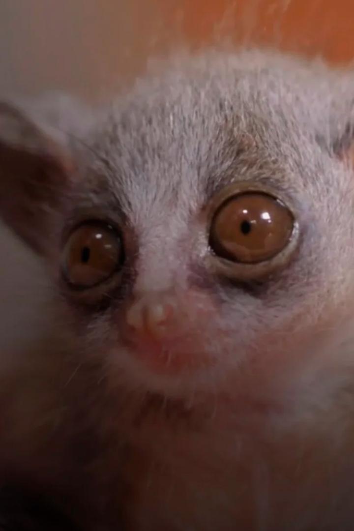 SOS animaux orphelins (sos-animaux-orphelins) Документальный сериал