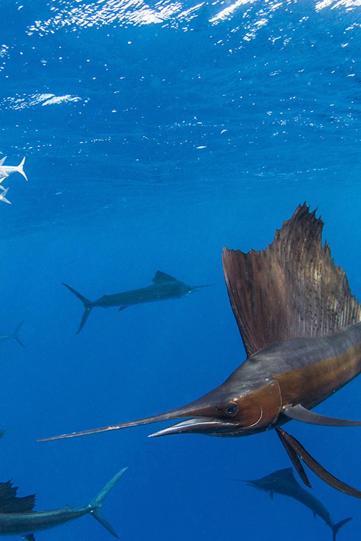 Büyük Pasifik (byk-pasifik) Документальный фильм