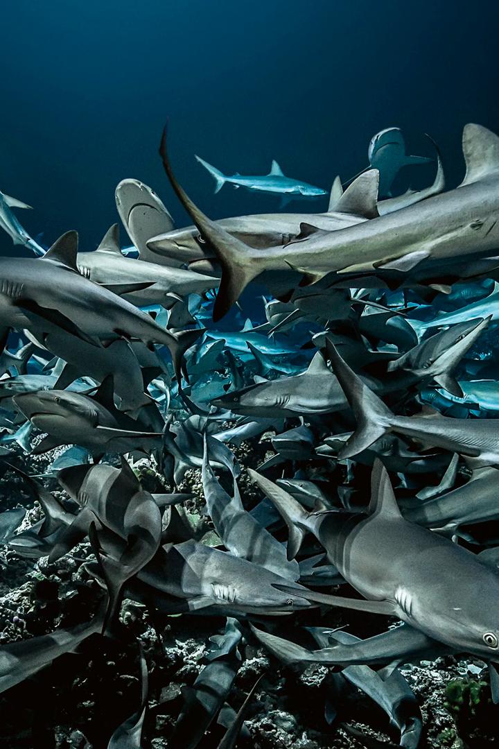 700 акул (700-akul) Документальный фильм