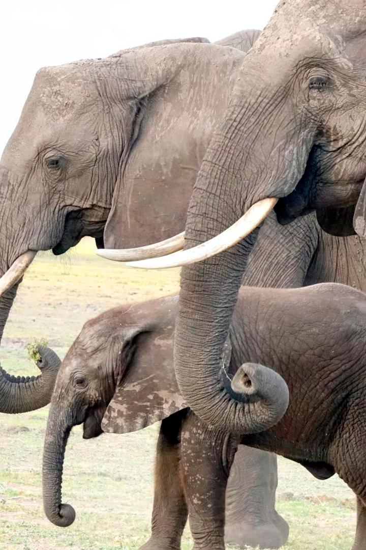 Elefanten hautnah (elefanten-hautnah) Документальный фильм