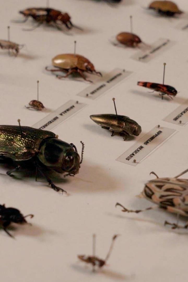 Insectes, la sixième extinction massive ? (insectes-la-sixime-extinction-massive) Документальный фильм